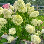 Hortenzia metlinatá (Hydrangea paniculata) ´SILVER DOLLAR´ - výška 20-30 cm, kont. C2L